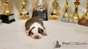 Additional photos: American Staffordshire Terrier puppies