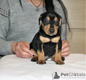 Additional photos: German Pinscher puppies of titled parents