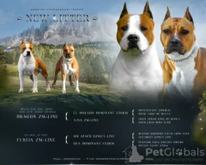 Photo №1. american staffordshire terrier - for sale in the city of Stara Pazova | negotiated | Announcement № 66580