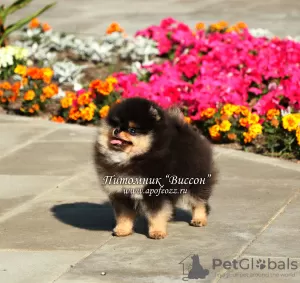 Photo №3. Beautiful Pomeranian Spitz puppy. Russian Federation