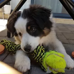 Photo №1. australian shepherd - for sale in the city of Роттердам | negotiated | Announcement № 53341