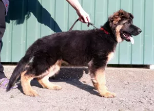 Additional photos: Long haired german shepherd