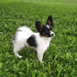 Additional photos: Papillon puppy