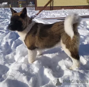 Additional photos: American Akita Puppies