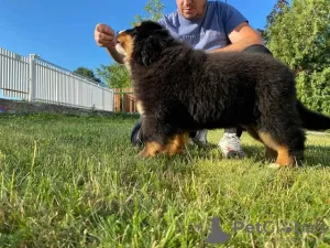 Photo №1. bernese mountain dog - for sale in the city of Валево | negotiated | Announcement № 107429