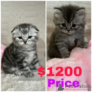 Photo №2 to announcement № 68672 for the sale of scottish fold - buy in United States 