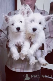 Photo №3. West Highland White Terrier. Poland