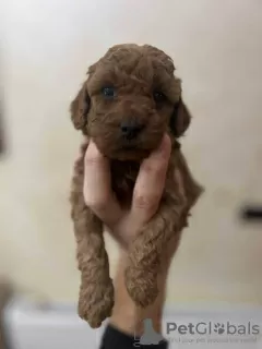 Additional photos: Red toy poodle puppies