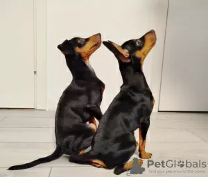 Photo №1. miniature pinscher - for sale in the city of Tallinn | 845$ | Announcement № 121604