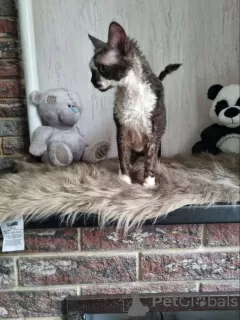 Photo №2 to announcement № 31711 for the sale of devon rex - buy in Ukraine from nursery, breeder