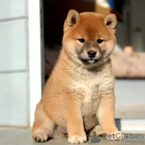 Photo №3. Shiba Inu puppies. Belarus