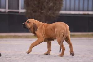 Photo №3. Selling puppies of fila brasileiro. Ukraine