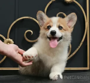 Additional photos: welsh corgi pembroke puppies from Champion