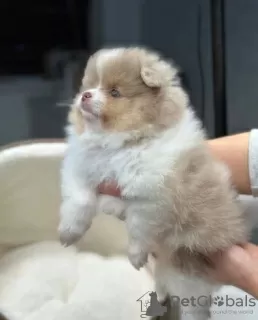 Additional photos: Lilac cream Pomeranian Puppies