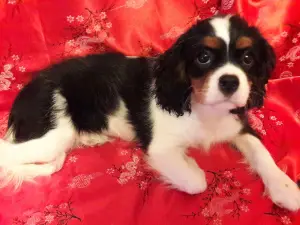 Additional photos: Offered for reservations and further moving to a new home puppy Cavalier King