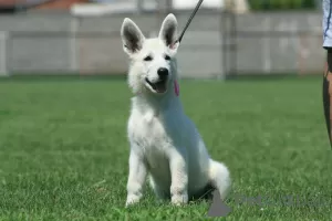 Additional photos: White Swiss Shepherd puppies