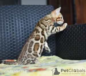 Additional photos: Cool bengal kittens