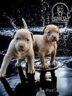 Additional photos: American pit bull terrier puppies