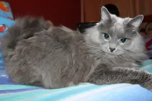 Photo №4. I will sell nebelung in the city of Novokuznetsk. breeder - price - 164$