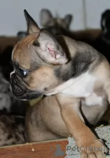 Additional photos: EXOTIC French Bulldog puppies