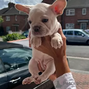 Additional photos: French bulldog Puppies