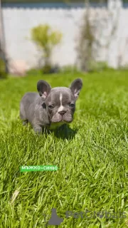 Additional photos: Hello french bulldog puppies for sale.