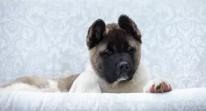 Additional photos: AMERICAN AKITA puppy