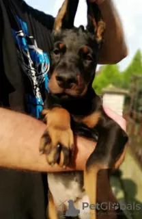 Additional photos: doberman puppies