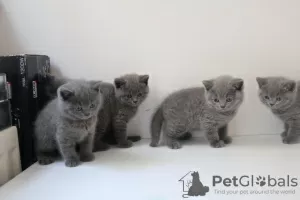 Photo №1. british shorthair - for sale in the city of Амстердам | 264$ | Announcement № 121801