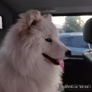 Photo №3. Samoyed puppy (boy). Russian Federation