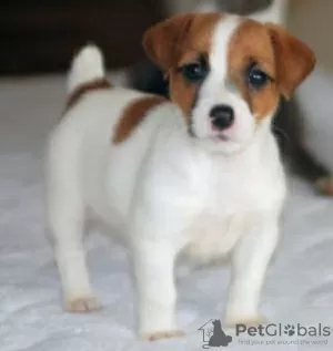 Photo №1. jack russell terrier - for sale in the city of Tel Aviv | 1000$ | Announcement № 50407