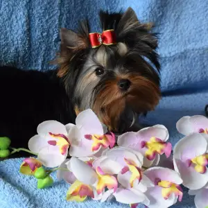 Photo №3. Yorkshire Terrier Puppy. Belarus