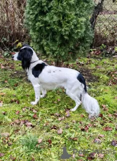 Additional photos: A young beautiful spaniel mix Knopa is looking for a home and family.