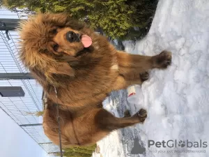 Additional photos: Tibetan mastiff puppies