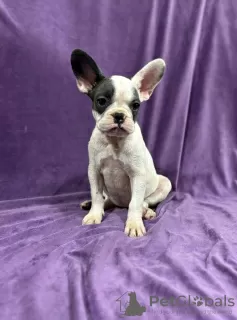 Additional photos: French bulldog puppies