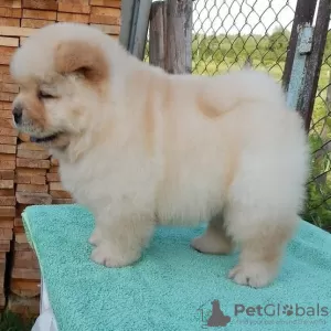 Photo №4. I will sell chow chow in the city of Миндельхайм. private announcement, from nursery, breeder - price - 264$