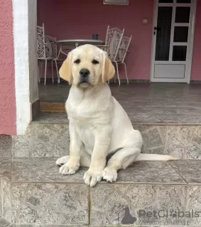 Additional photos: Labrador retriever puppies