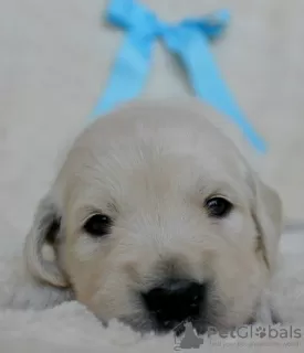 Additional photos: Golden Retriever puppies