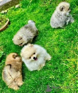 Photo №3. Pomeranian Pomeranian puppy puppies for sale. Germany