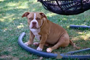 Photo №1. american bully - for sale in the city of Sarajevo | negotiated | Announcement № 111695