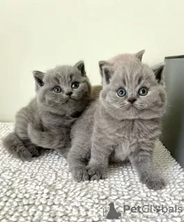 Photo №2 to announcement № 128688 for the sale of british shorthair - buy in Germany breeder