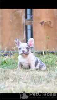 Additional photos: French bulldogs in exotic