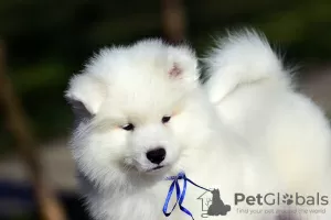 Additional photos: Samoyed puppies for sale