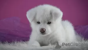 Photo №2 to announcement № 90132 for the sale of akita - buy in United States private announcement, breeder