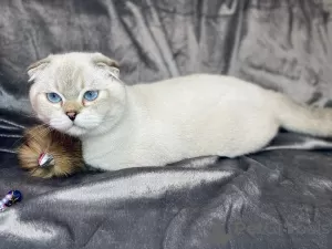 Photo №3. Scottish fold boy. Ukraine