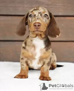 Photo №2 to announcement № 98345 for the sale of dachshund - buy in Germany private announcement, from nursery, from the shelter, breeder