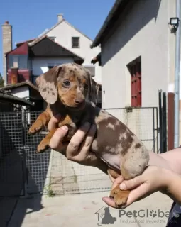 Additional photos: dachshund