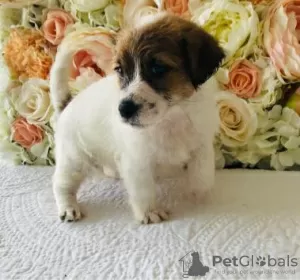 Photo №3. Beautiful jack russell puppies. United Arab Emirates