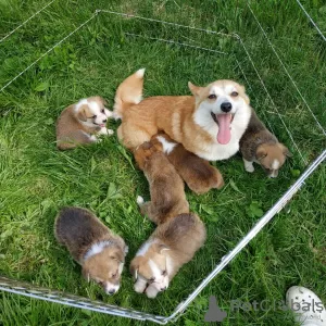 Photo №1. welsh corgi - for sale in the city of Vilnius | 1785$ | Announcement № 9804