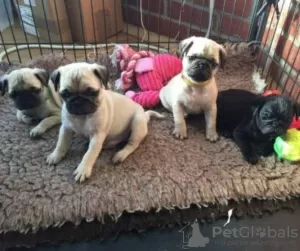 Photo №2 to announcement № 109180 for the sale of pug - buy in Germany private announcement